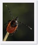 Ixodus ricinus 2 * Bij dit exemplaar kun je de sensoren zien aan de uiteinden van het eerste
pootpaar waarmee de gastheer kan worden opgespoord.
 * 802 x 978 * (129KB)